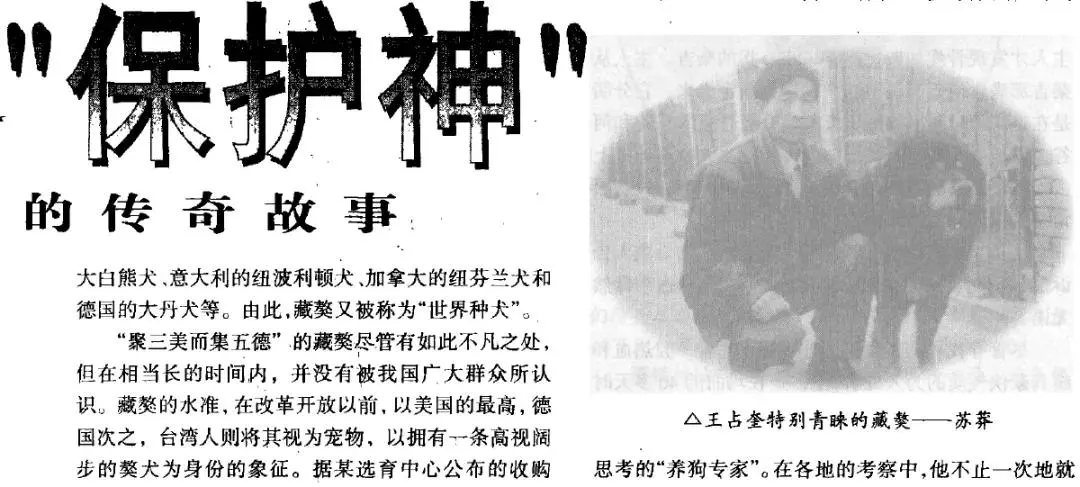 哭泣的藏獒:3000万一头的“神兽”,如今沦为火锅食材
