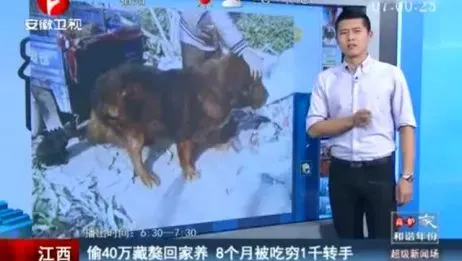 哭泣的藏獒:3000万一头的“神兽”,如今沦为火锅食材