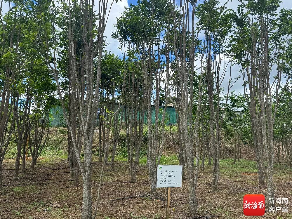 南海网 | 科技扎进泥土里：中国热科院打造“热带科技示范村”振兴样板