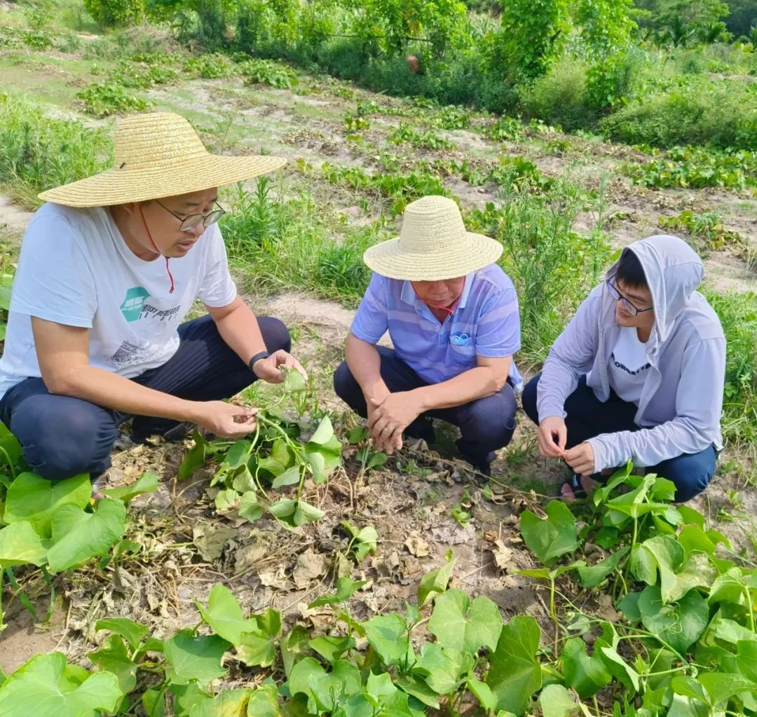 白沙：技术指导下田间 守护群众“菜篮子”