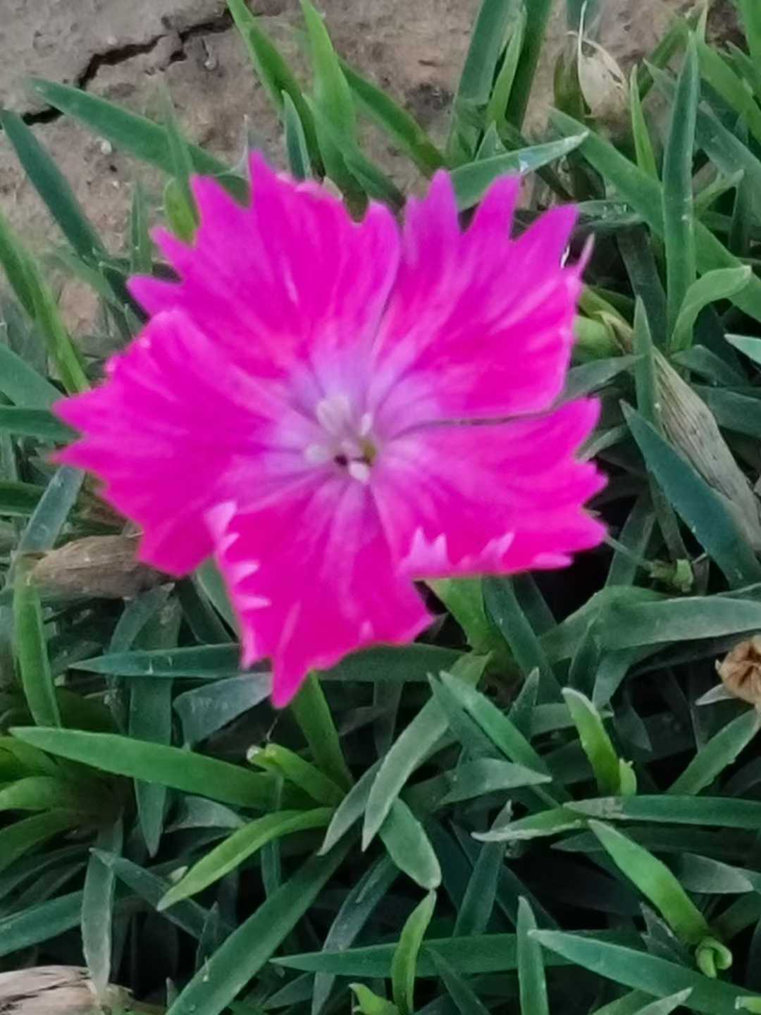 斑竹花【摄影吕卫东】