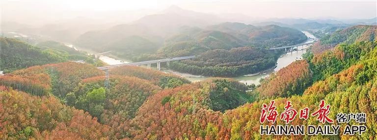 赏红叶、品春茶成为冬季打卡五指山的热门选择