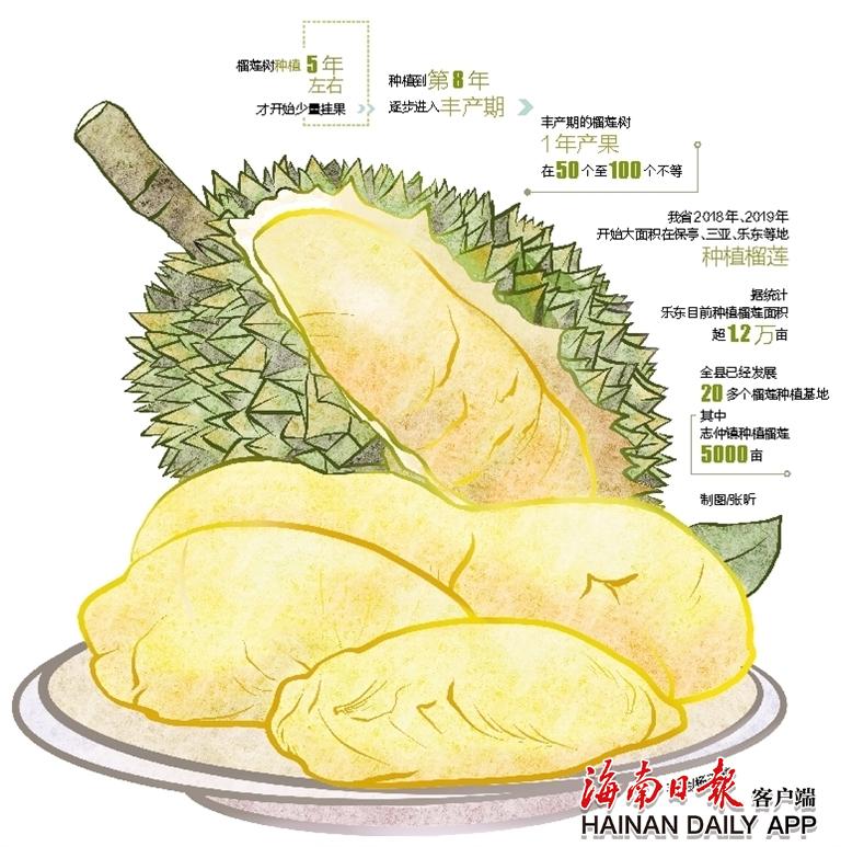 海南鲜品丨这里的榴莲“吃海鲜”长大
