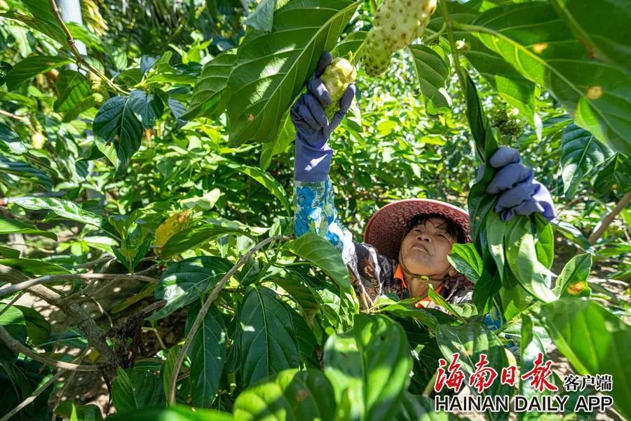海南万宁： 小果子“链”出大产业