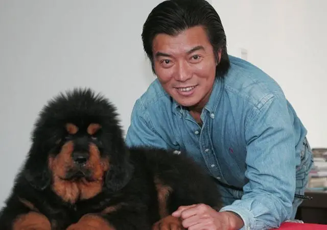 哭泣的藏獒:3000万一头的“神兽”,如今沦为火锅食材