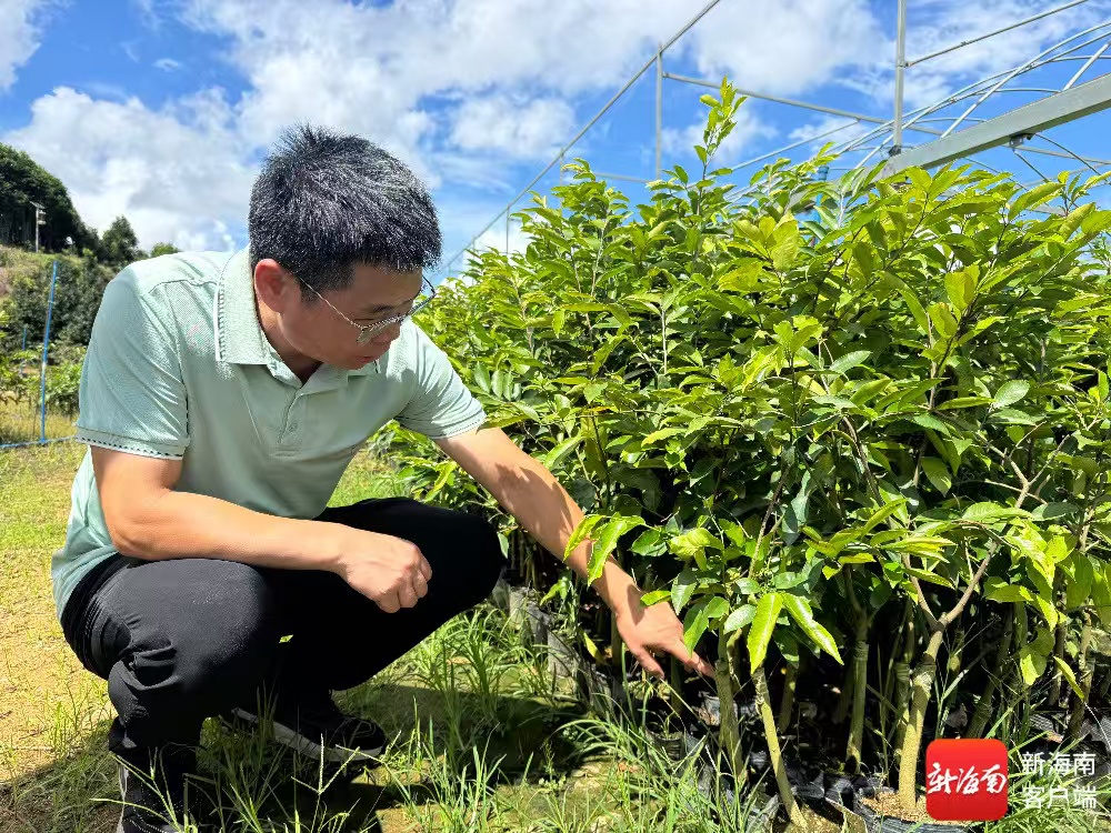 一所一县 村光无限 | 科技助农结“香”缘 海南沉香产业焕新机