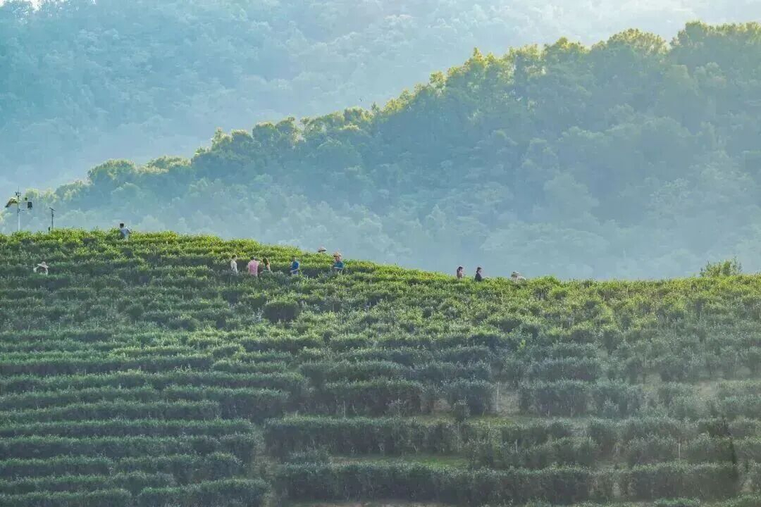 来五指山，一起过惬意的生活