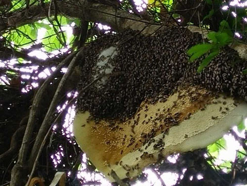 树林中的排蜂 树林中的排蜂
