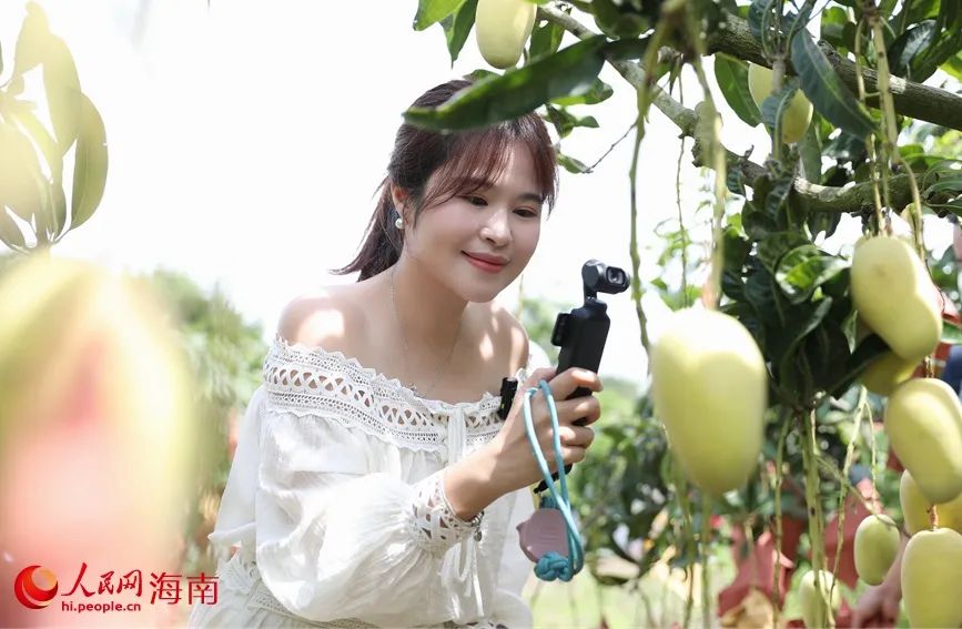昌江芒果为啥这样甜？听听有20多年种植经验的果农咋说