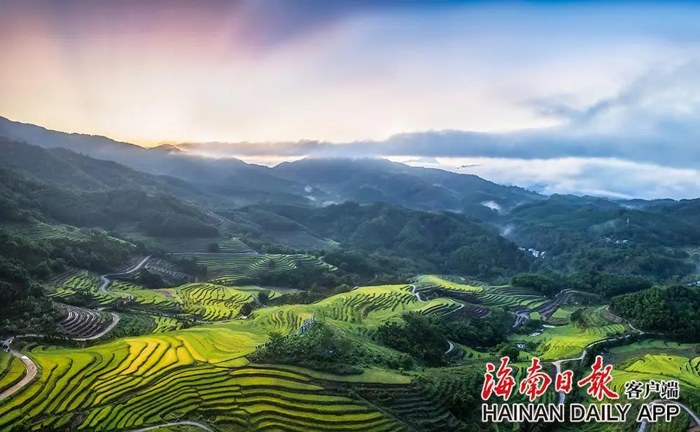 五指山：牙胡梯田层层渐黄