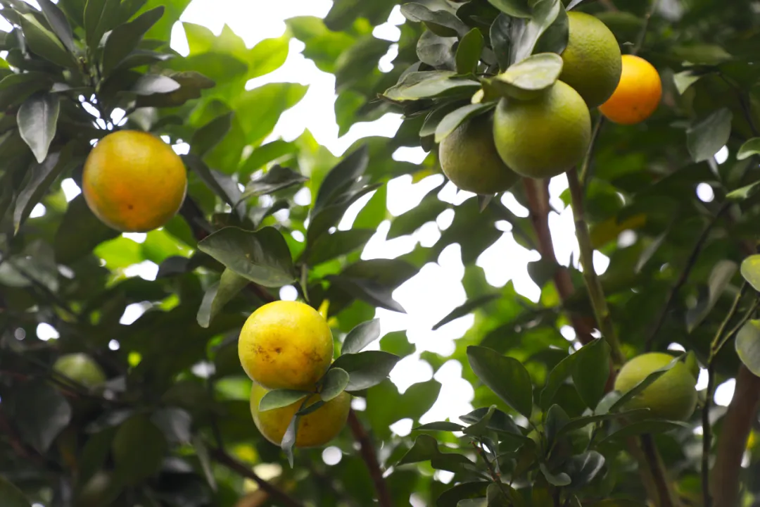 白沙红心橙大量上市啦！
