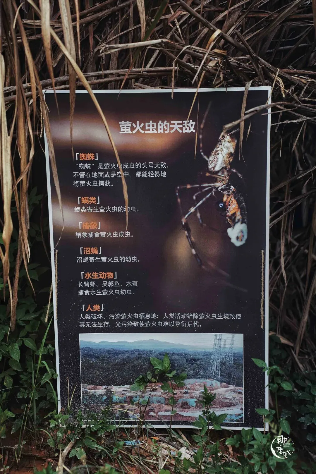 他们杀死了萤火虫?