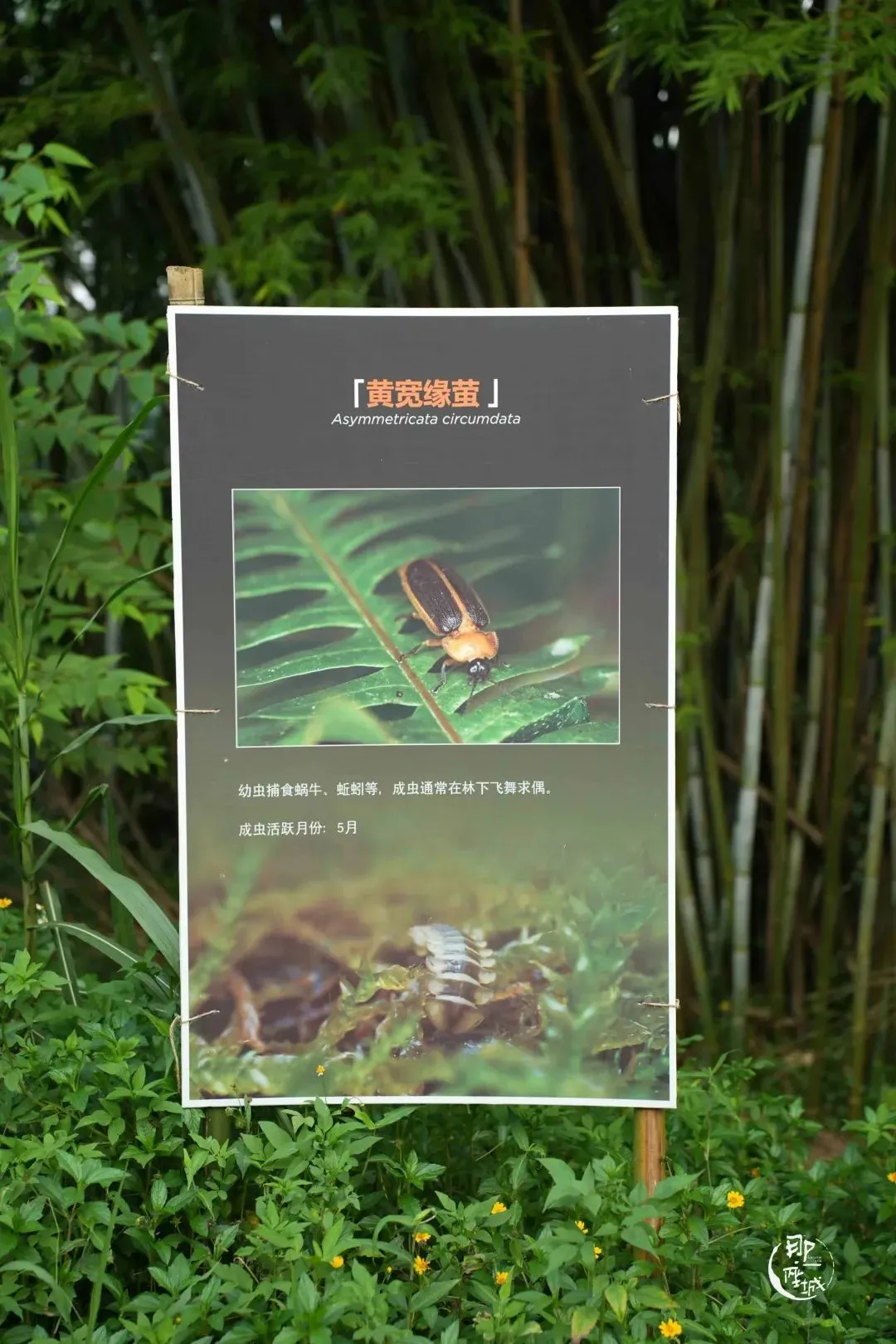 他们杀死了萤火虫?