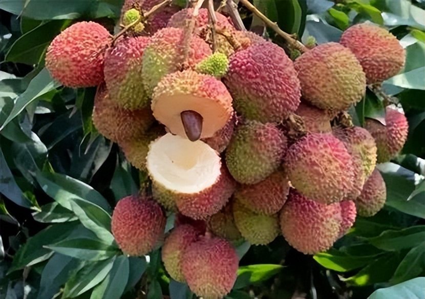 盛情如夏，荔香怡人 澄迈健步走，邀您共赴魅力大丰镇！