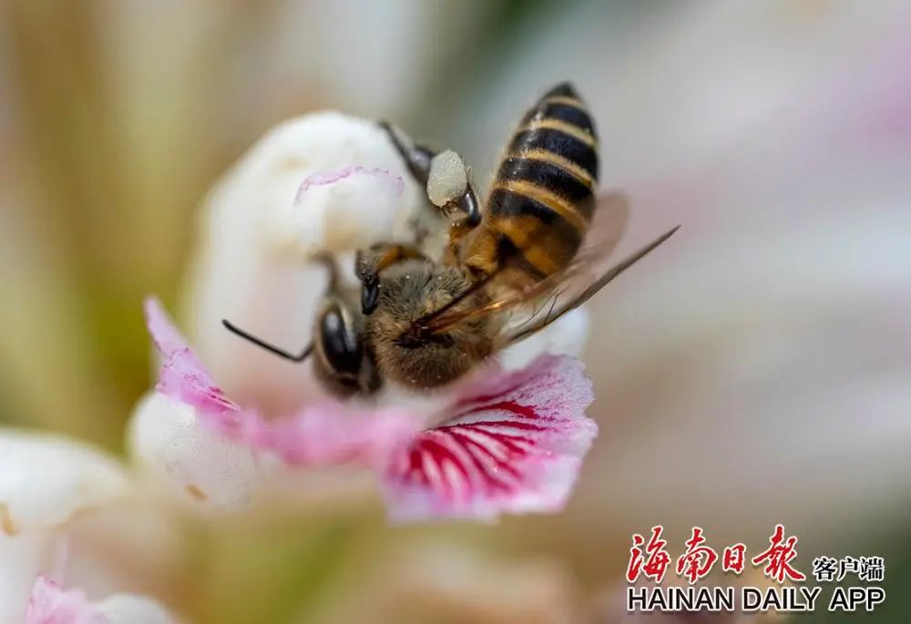 白沙橡胶林下益智花开 丰收在望