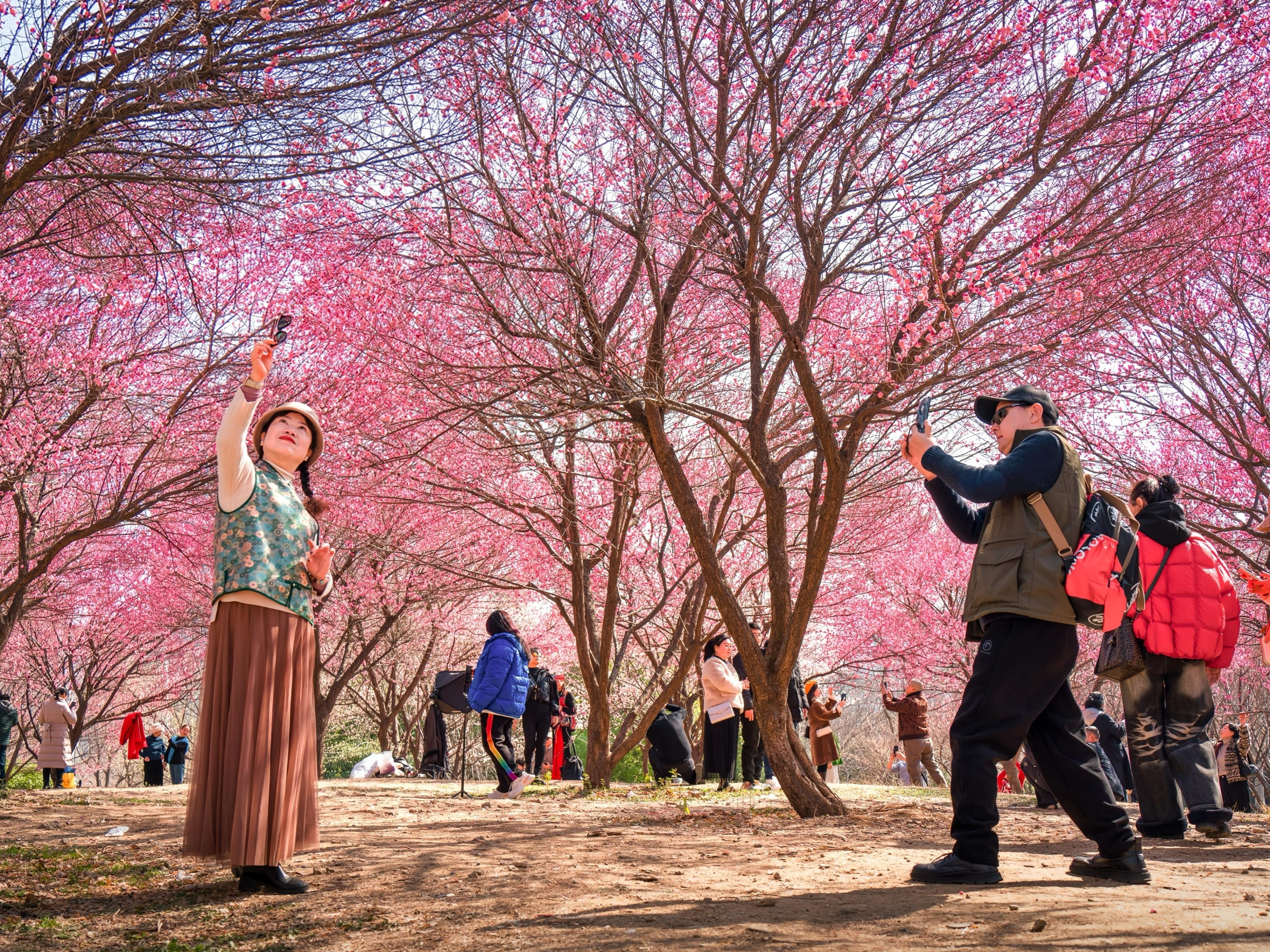 武汉这处渣土山变成“梅花坡”，有外地导游陆续带来7个赏梅团