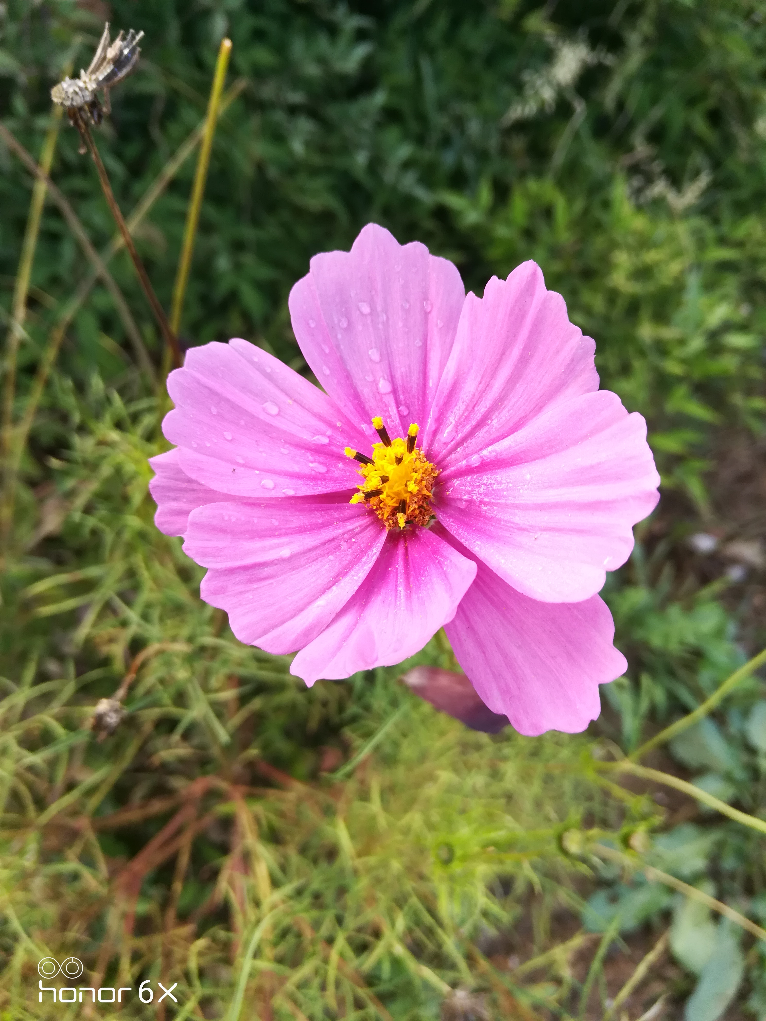 粉紫格桑花