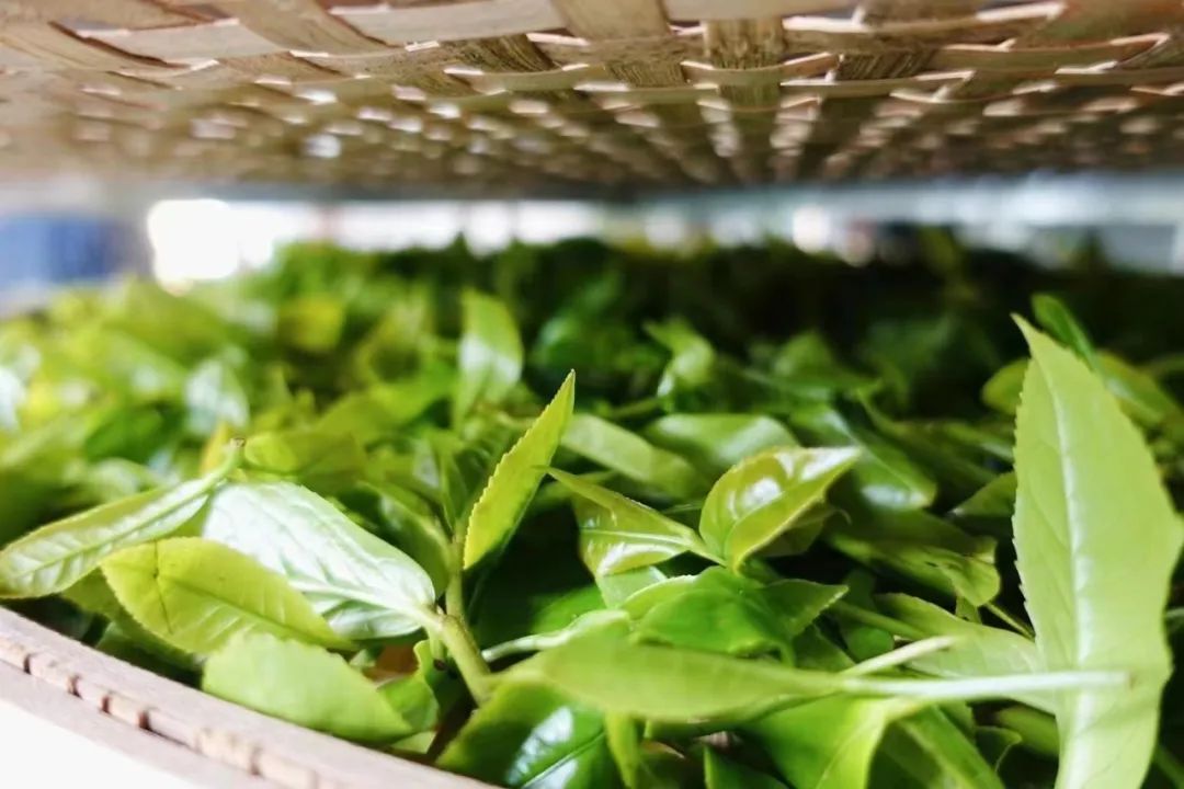 生长在热带雨林！海南这种茶为啥那么好喝？