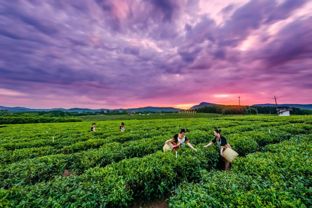茶道·白沙丨一芽一叶酿金波 青山茶账写共富