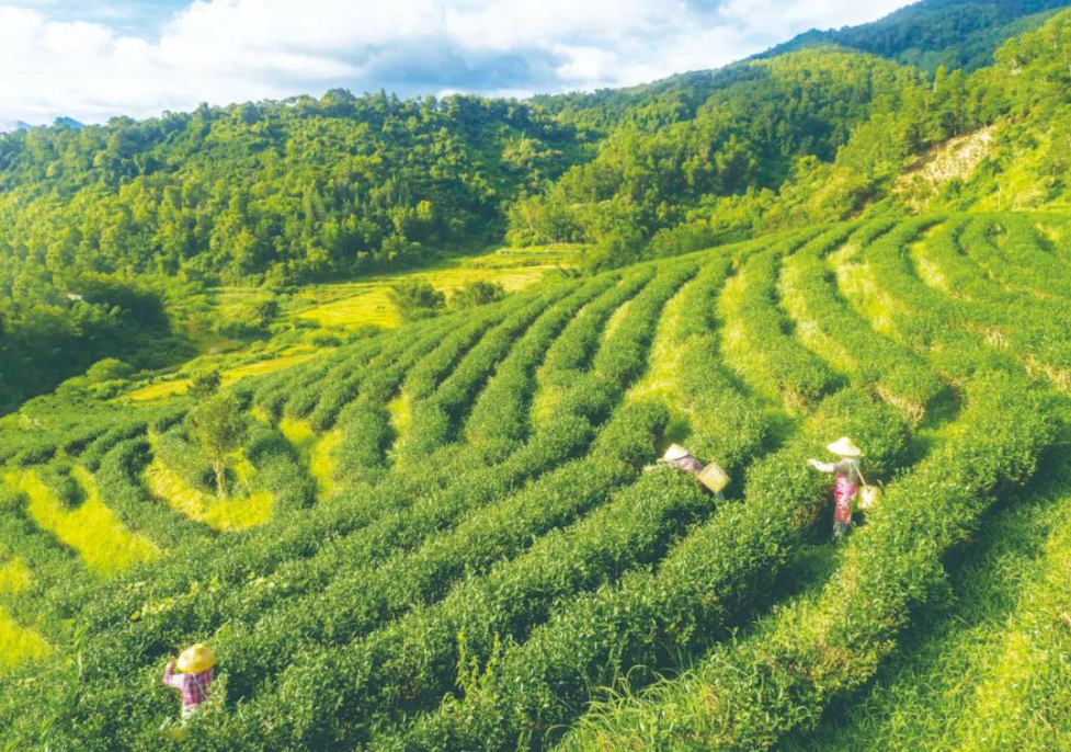 以茶为媒丨谱生态产业化绿色新篇 谋百姓幸福感红火生活