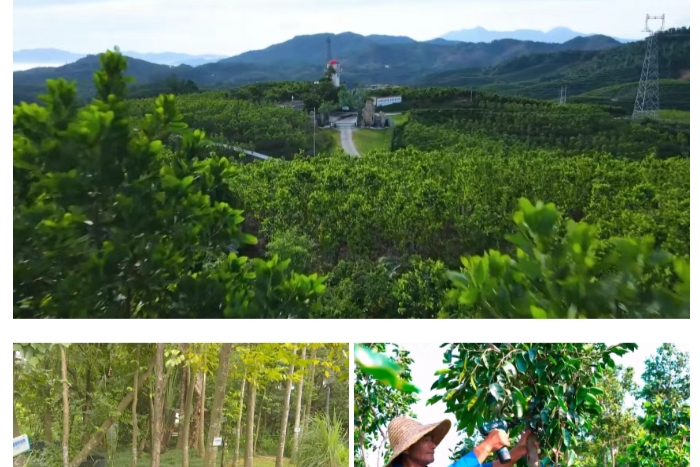 乡村振兴进行时栏目 | 沉香产业：一棵树的价值蜕变