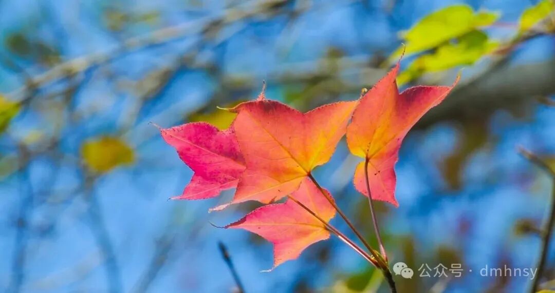 【摄影召集】今年最后的红叶，五指山最美的时光 | 我们一起去抓住那一抹最后的炽热
