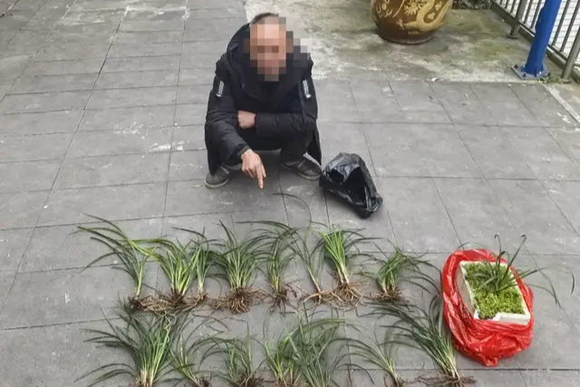 兰花虽香 切勿随意采挖