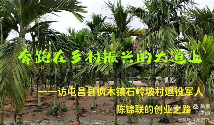 奔跑在乡村振兴的大道上一一访屯昌县枫木镇石岭坡村退役军人陈锦联的创业之路